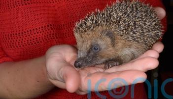 Why you shouldn&rsquo;t pick up hedgehogs