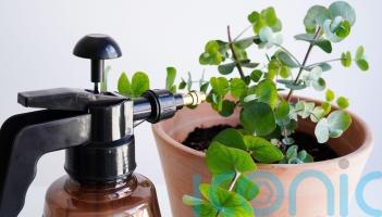 Are you overwatering your houseplants?