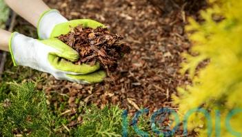 Which mulch should you be using for your garden?