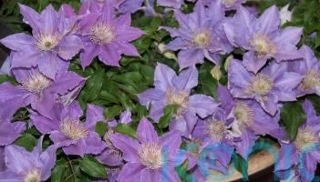 The beauty of dwarf clematis for the smaller garden