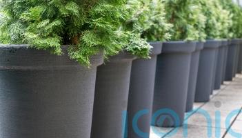 Who says conifers are boring?