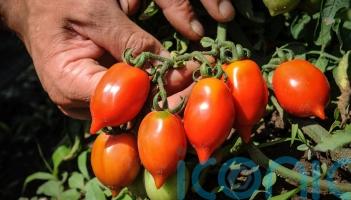Discovering the tomato with a much longer shelf life