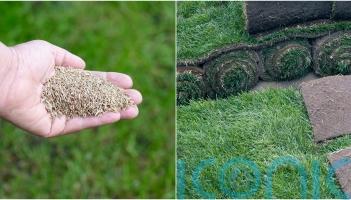 Turf vs seed: which is the best option for you?