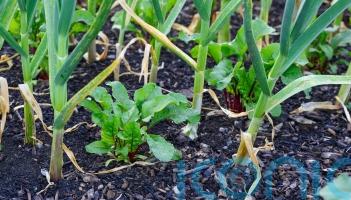 Companion planting: a simple guide to growing veg combinations