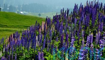 Wildflower tourism: 5 amazing places that bloom in spring and summer