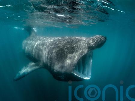 Ireland&rsquo;s basking sharks and other fish risk overheating, says &lsquo;sobering&rsquo; study