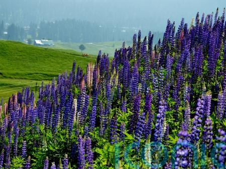 Wildflower tourism: 5 amazing places that bloom in spring and summer