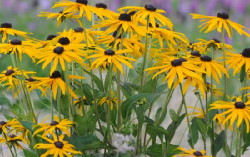 Padre Pio Nursing Home - private nursing home of exceptional character