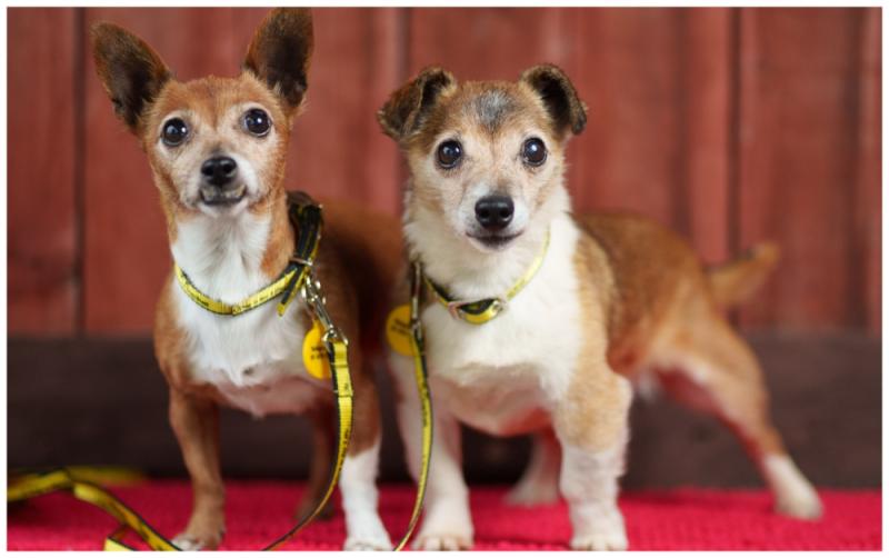 Elderly dogs thrown from moving  car as animal charity is overwhelmed with abandoned pets