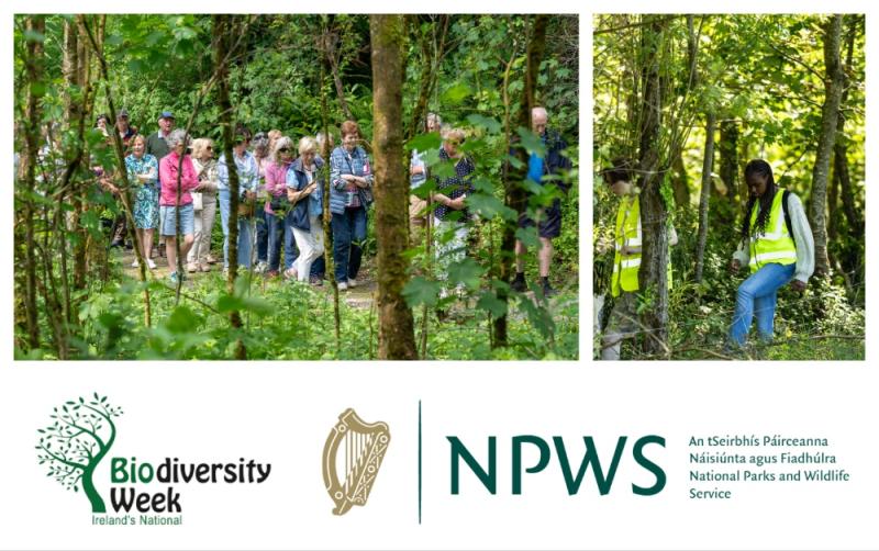 Celebrate nature during National Biodiversity Week in Limerick