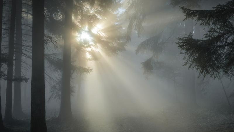 ALERT: Met Eireann issue Status Yellow fog warning in 20 counties 