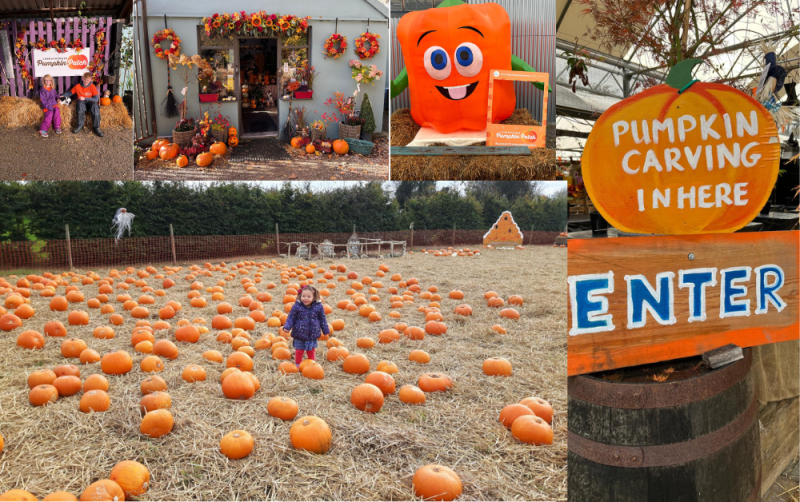 Curraghchase Pumpkin Patch: The best family Halloween event in Limerick