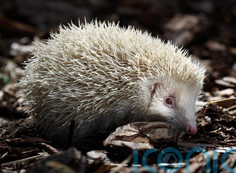 Wildlife SOS presenter Simon Cowell dies aged 72