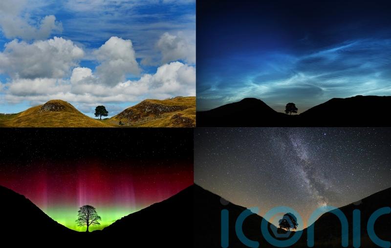 Artists invited to breathe life into Sycamore Gap tree