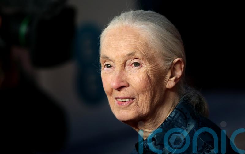 Conservationist and chimpanzee expert Dame Jane Goodall dies aged 91