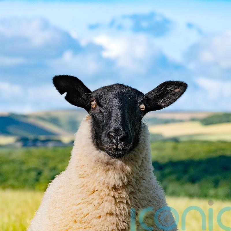 &lsquo;Other-worldly&rsquo; pic of giant trees wins South Downs National Park photo contest